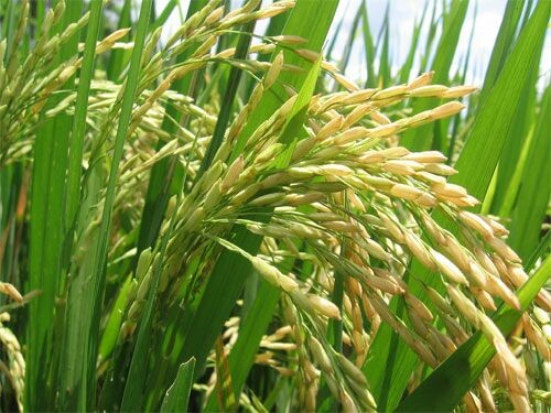 Rio do Oeste sedia Seminário do Arroz Irrigado