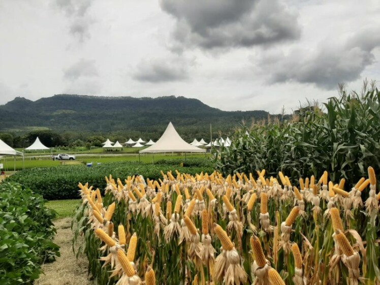 Dia de Campo Cravil começa nesta quarta-feira