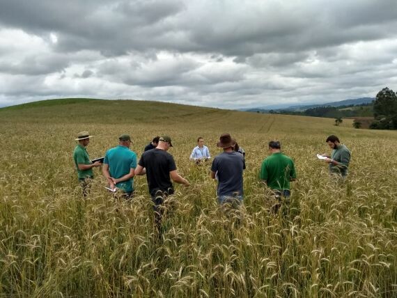Triticale é opção de cultura de inverno no Alto Vale