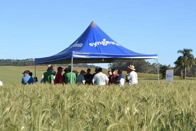Cravil realiza Dia de Campo de Triticale-5.jpg