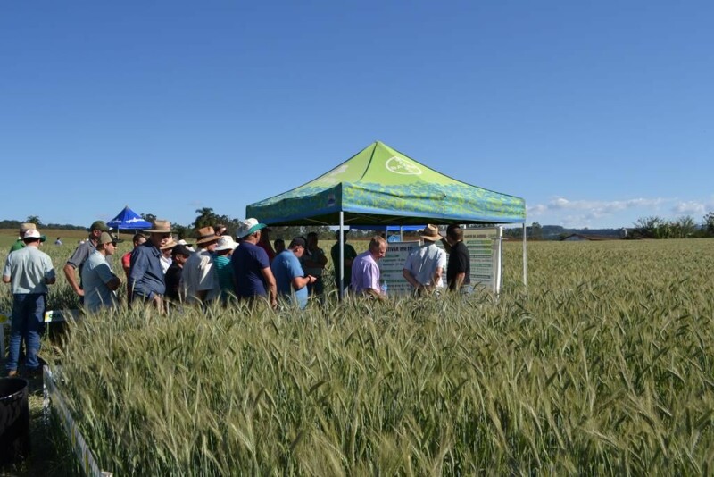 Cravil realiza Dia de Campo de Triticale-20.jpg