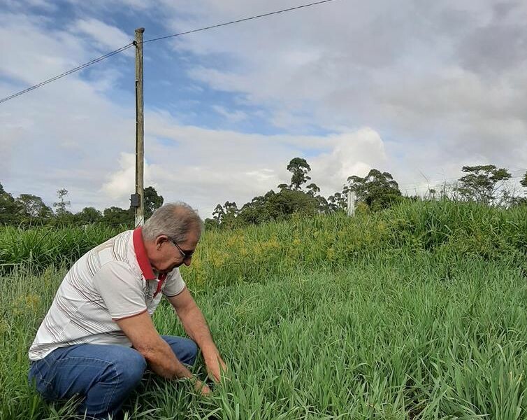 Trigo para pastagem deve fechar janela de falta de alimento-1.jpg