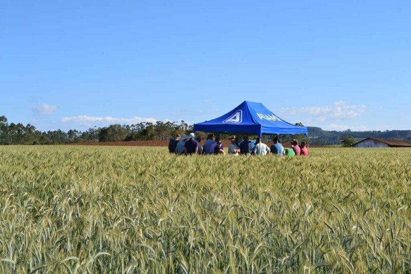 Cravil realiza Dia de Campo de Triticale-23.jpg