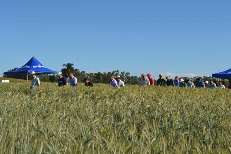 Cravil realiza Dia de Campo de Triticale-12.jpg