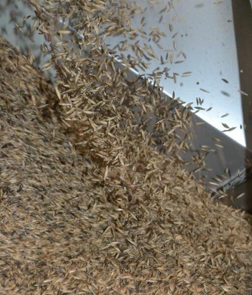 Cravil inicia produção de semente de aveia
