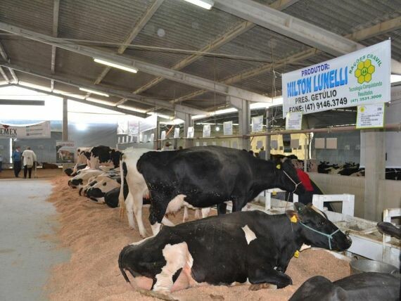 Santa Catarina se consolida como quarto maior produtor de leite do país