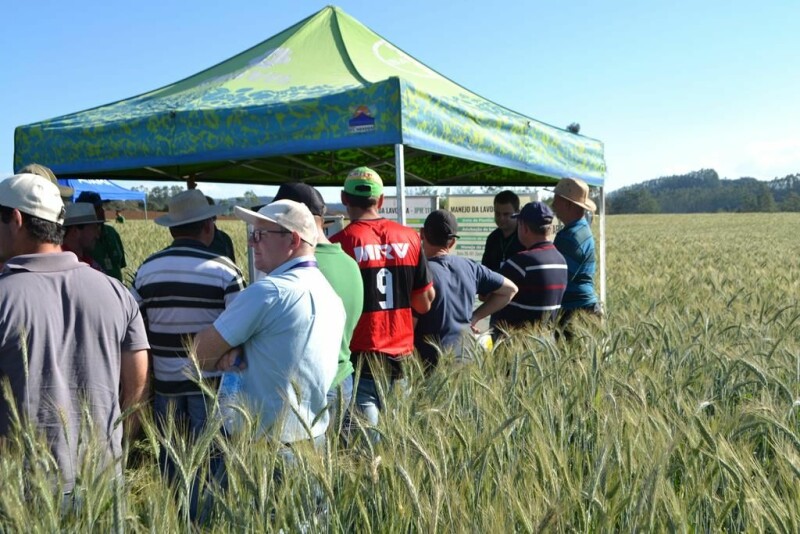 Cravil realiza Dia de Campo de Triticale-8.jpg