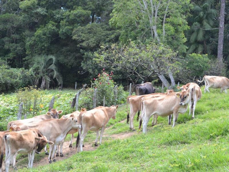 Balcão de Negócios deve movimentar Dia de Campo Cravil-2.jpg