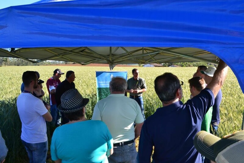 Cravil realiza Dia de Campo de Triticale-4.jpg