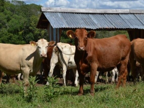 SC tem programa para o melhoramento genético do rebanho bovino