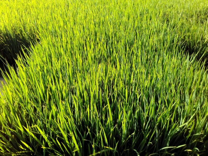 Cravil apresenta ensaio para cultivar destinada ao arroz branco-3.jpeg