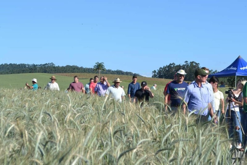 Cravil realiza Dia de Campo de Triticale-10.jpg