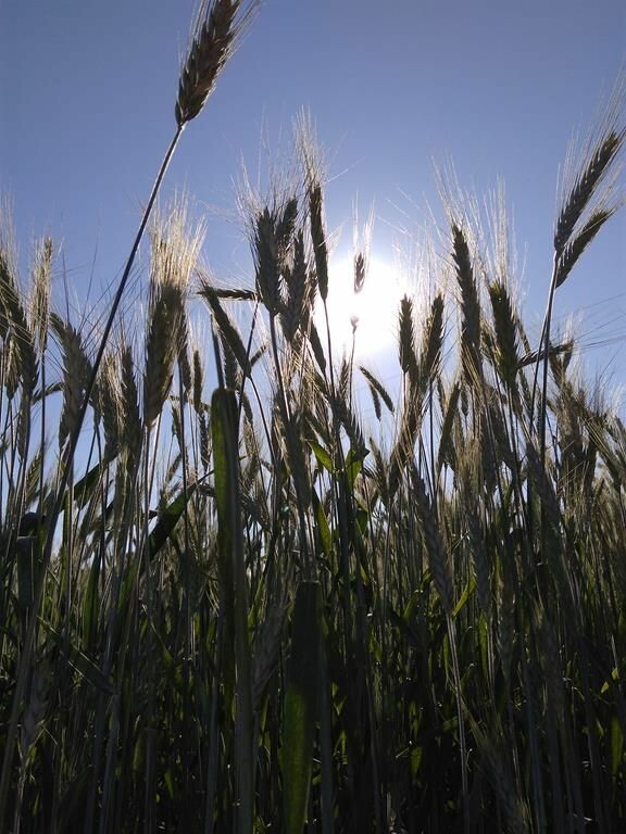 Cravil realiza Dia de Campo de Triticale