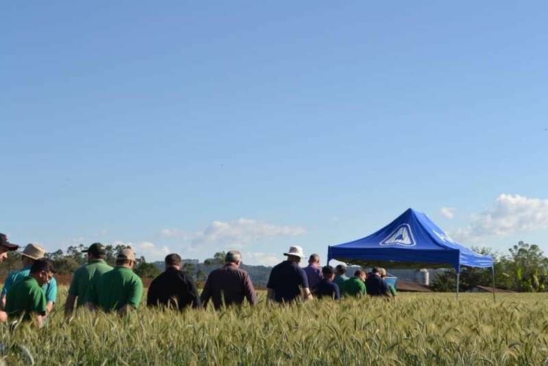 Cravil realiza Dia de Campo de Triticale-15.jpg