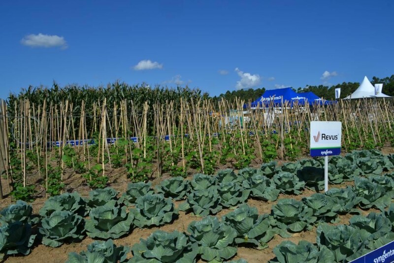 Dia de Campo Cravil reúne cerca de 2.500 pessoas-75.jpg