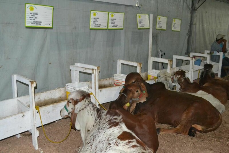 Cravil é parceira da 20ª Expofeira Estadual do Leite-39.jpg