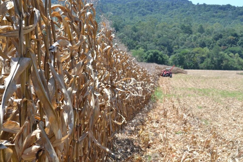 Dia de Campo Cravil reúne cerca de 2.500 pessoas-17.jpg