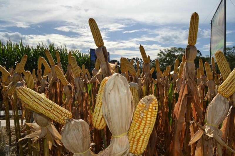 Dia de Campo Cravil reúne cerca de 2.500 pessoas-73.jpg