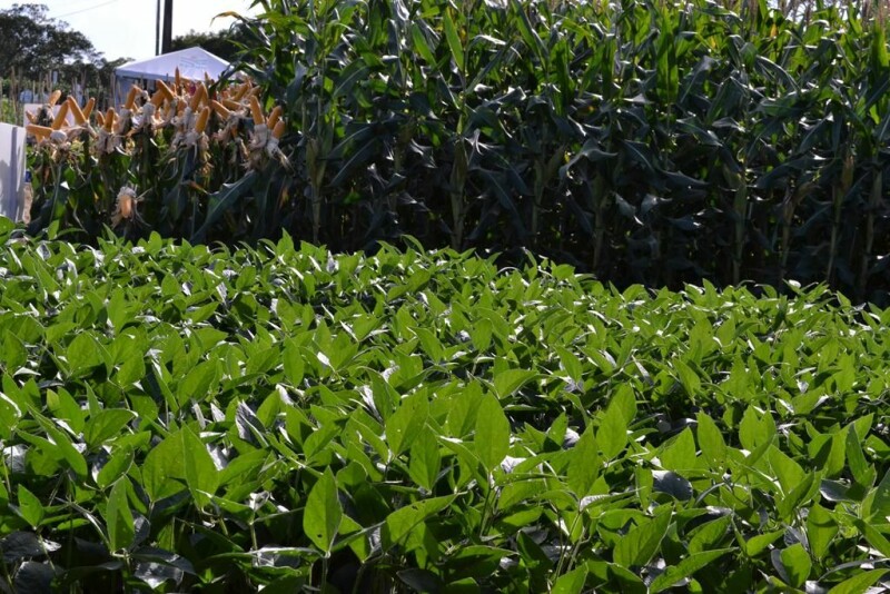 Dia de Campo Cravil reúne cerca de 2.500 pessoas-65.jpg