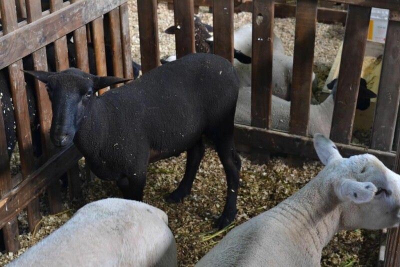 Cravil é parceira da Festa do Colono em Itajaí-58.jpg