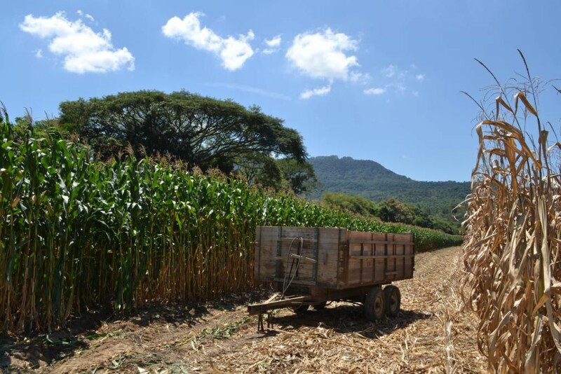 Dia de Campo Cravil reúne cerca de 2.500 pessoas-16.jpg