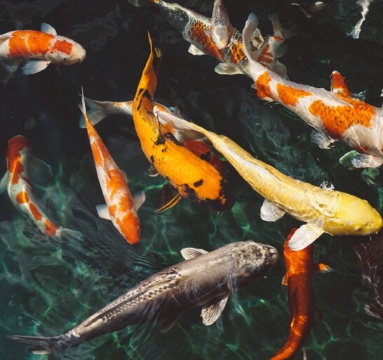 peixes.jpg peixes.jpg