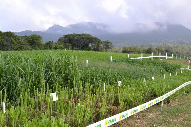 Dia de Campo Cravil reúne cerca de 2.500 pessoas-66.jpg