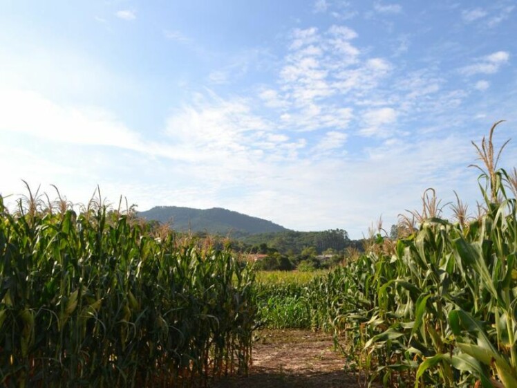 Dia de Campo Cravil acontece de 13 a 15 de fevereiro