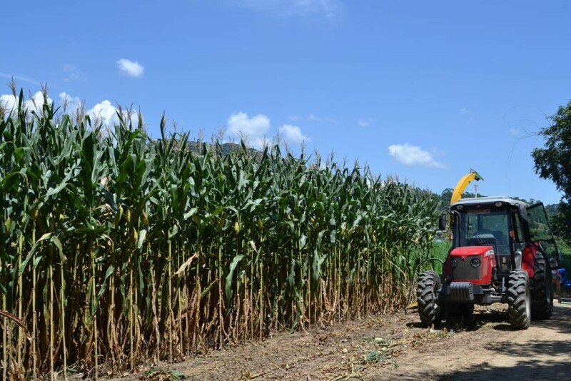 Dia de Campo Cravil reúne cerca de 2.500 pessoas-15.jpg