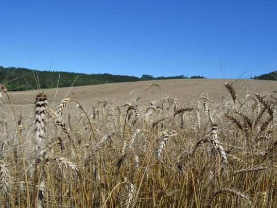 Cravil realiza colheita de cereais de inverno