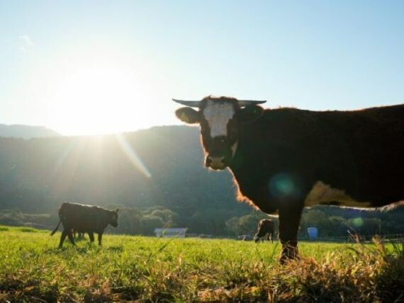 Sancionada lei que atualiza regras sobre a entrada de bovinos e bubalinos vindos de outros estados