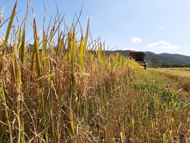 Produção de arroz em SC atingiu 1 milhão e 250 mil toneladas