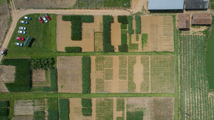 Dia de Campo Cravil será realizado em fevereiro