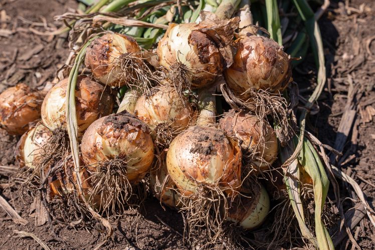 Santa Catarina é o Estado que mais produz cebola no País, com 33% da produção nacional