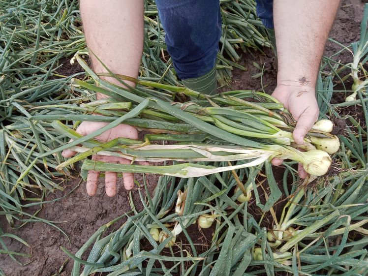 Cheias causam prejuízos nas culturas do arroz, trigo e cebola