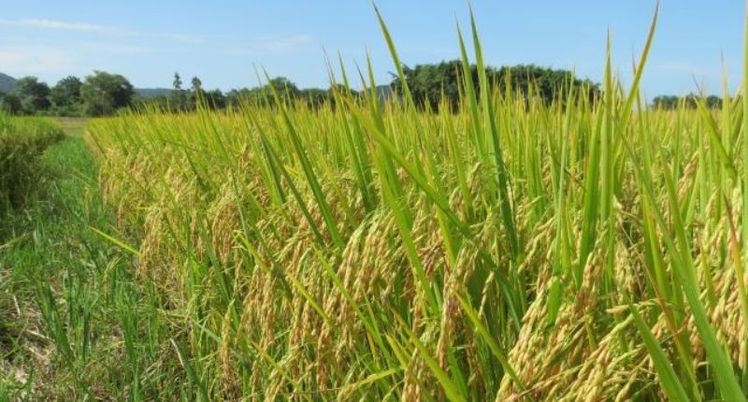 Epagri apresenta nova variedade de arroz 