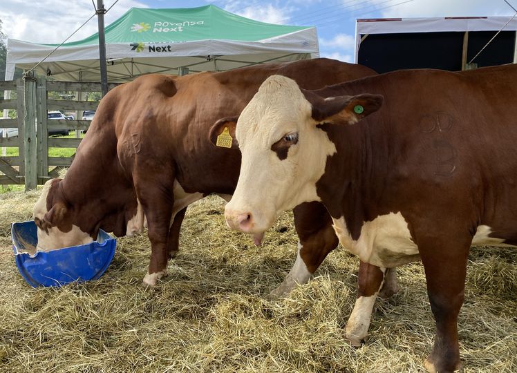 Seminário CravilPec reunirá criadores de bovinos de corte e leite em Taió