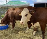 Seminário CravilPec reunirá criadores de bovinos de corte e leite em Taió