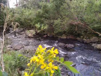 ÁREA RURAL PARA VENDA EM URUBICI, FRENTE PARA SC.