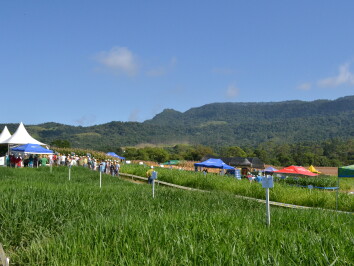 Coleção de pastagem contou com mais de 20 materiais.JPG Coleção de pastagem contou com mais de 20 materiais.JPG