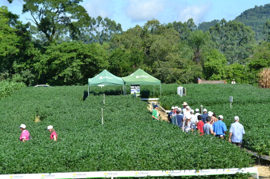 Na área de soja, o produtor pode acompanhar a evolução da leguminosa desde 1920 e projeção de produção até 2020.JPG.jpg Na área de soja, o produtor pode acompanhar a evolução da leguminosa desde 1920 e projeção de produção até 2020.JPG.jpg