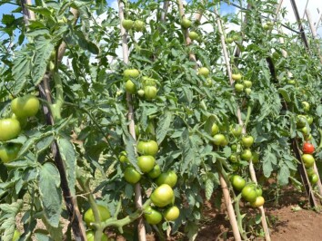 DSC_0157_800x533.jpg DSC_0157_800x533.jpg