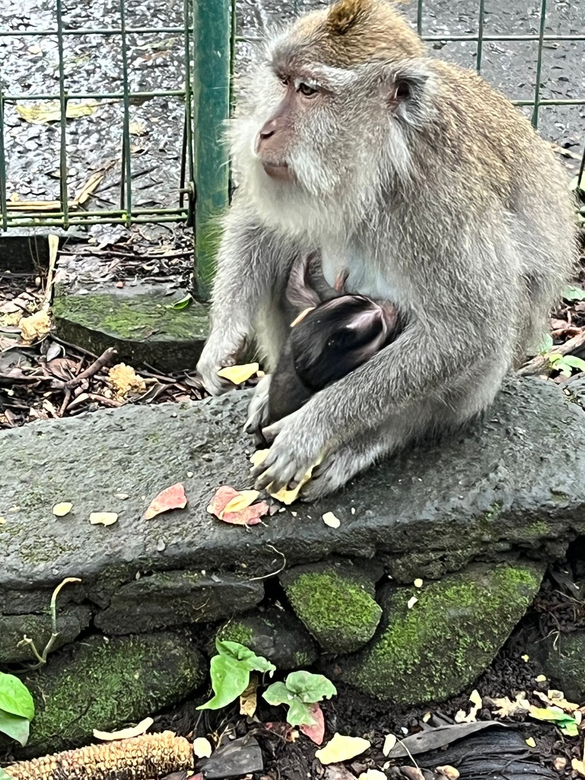Macaque parent holding and feeding an infant