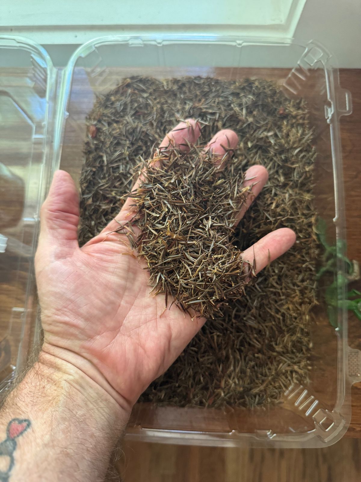 Cosmos seeds from my yard that I collected to mail to people that I know.