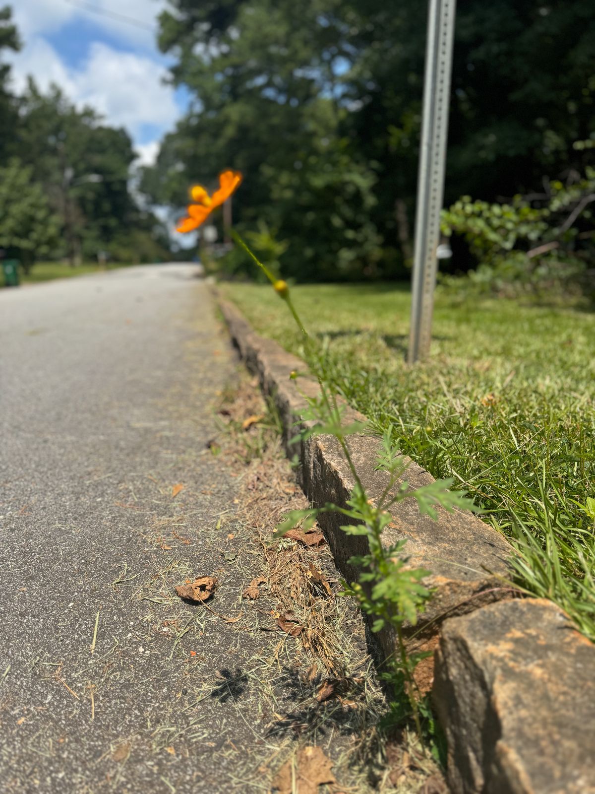 Single cosmos plant with one flower growing out of a crack in the road