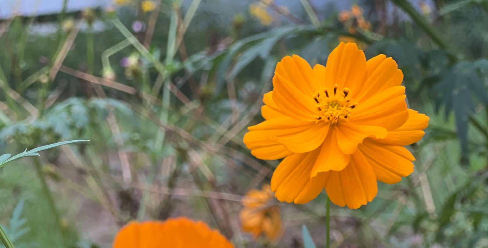 Image of a Cosmos flower, orange composite flower slightly ruffled petals, and stamens noticeably darker maroon