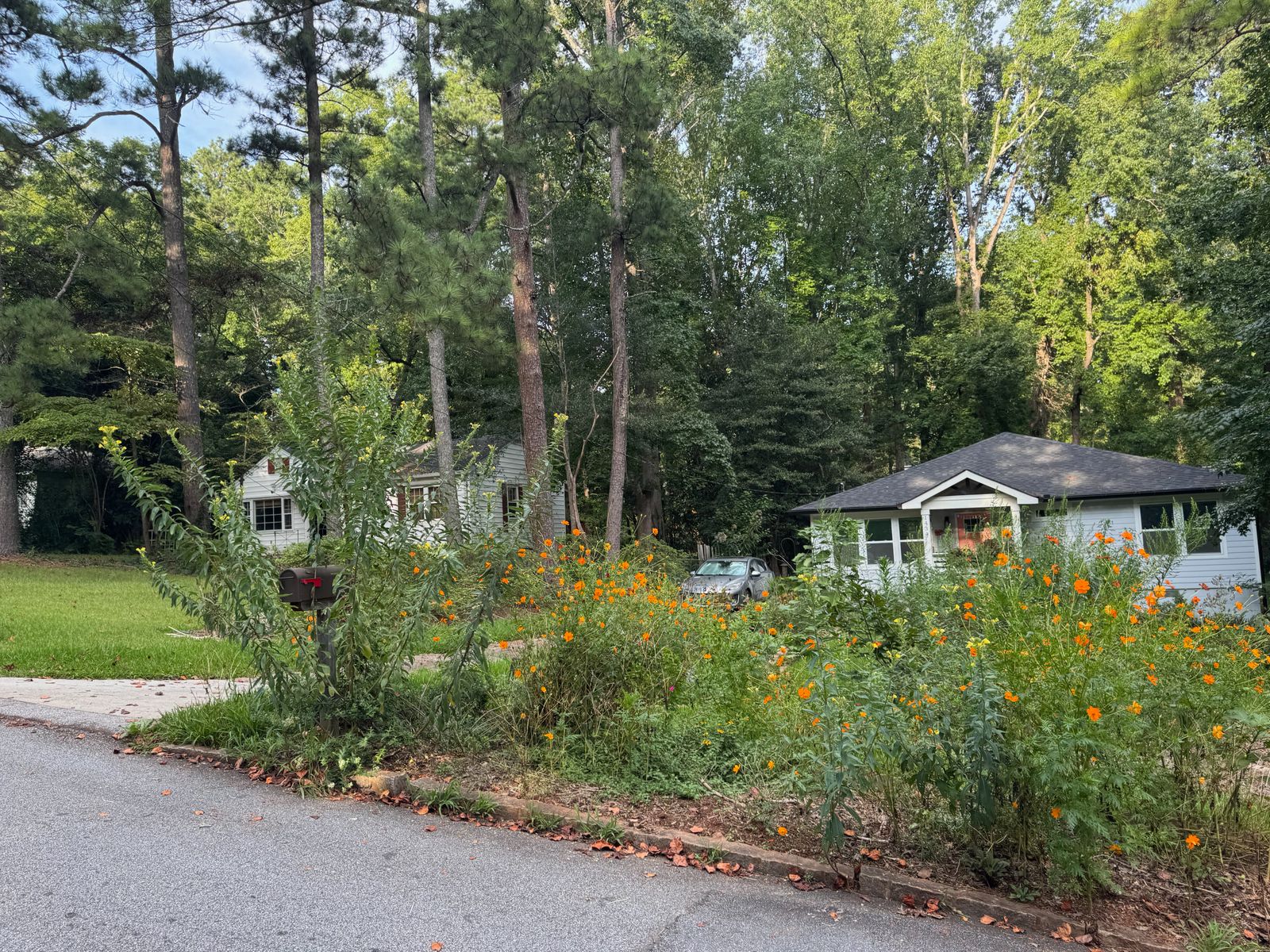 Cosmos (orange flowers) and Evening Primrose (yellow flowers) growing along the road where I first planted them in 2022.