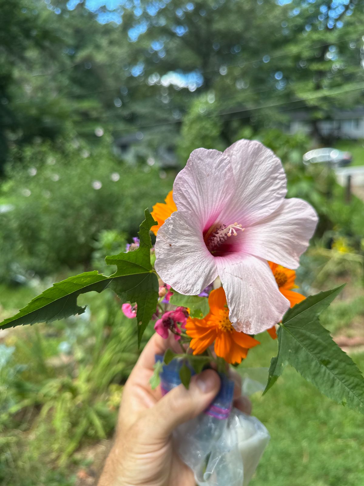Orange cosmos flowers in a hand-picked bouquet with a pink swamp hibiscus flower