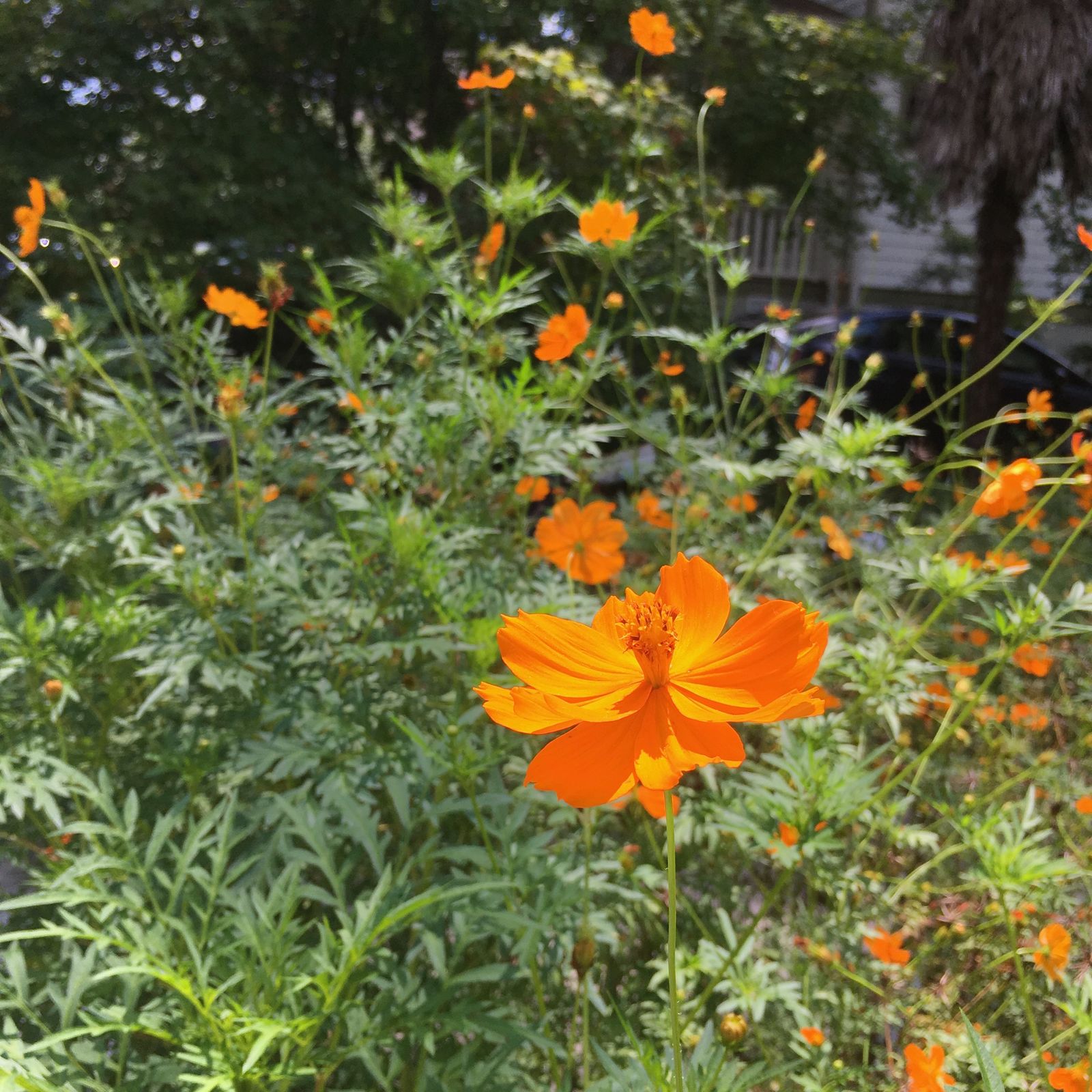 Close up of one orange cosmos flower, with a sea of cosmos flowers behind it