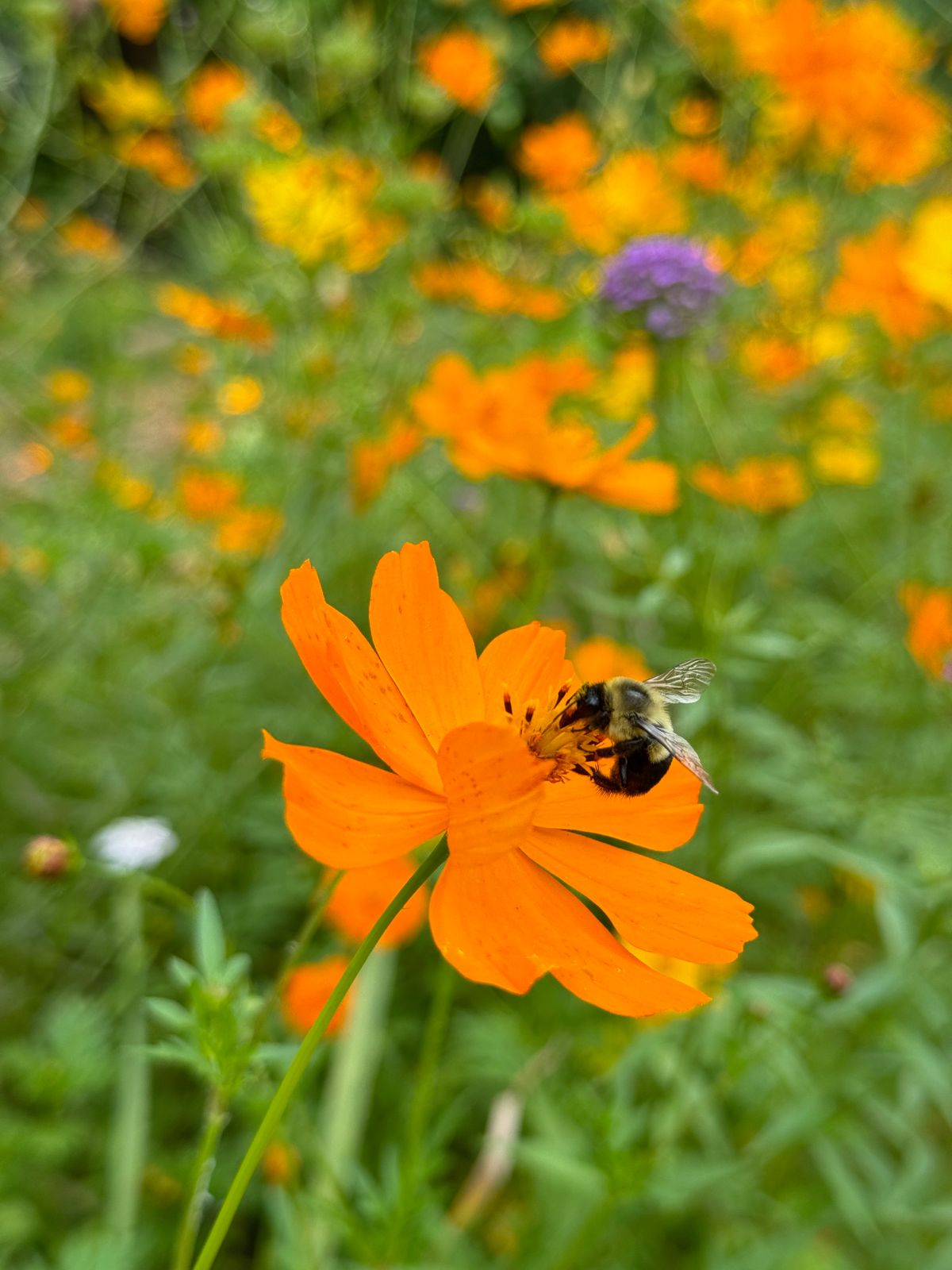A bee with veined wings gathering pollen from a cosmos flower
